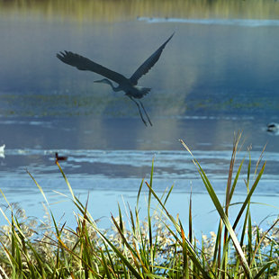 Cormorant. Birdwatching at Messolonghi Lagoon Greece. www.ornithologiki.gr