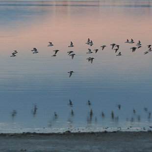 Birds flying away at sunset over Messolonghi Lagoon, Greece, October 2017, birdwatching