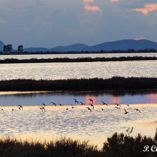 Sunset birdwatching at Messolonghi Lagoon Greece. www.ornithologiki.gr