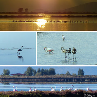 Flamingos at Messolonghi Lagoon, Greece, October 2017 www.ornithologiki.gr