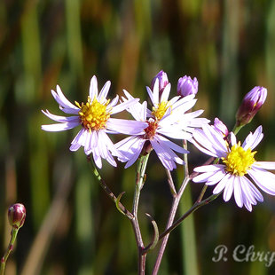 Wild flowers at Messolonghi Lagoon, Greece, October 2017. www.ornithologiki.gr