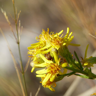 Wild flowers at Messolonghi Lagoon, Greece, October 2017. www.ornithologiki.gr