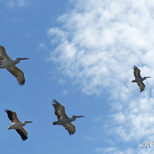 Pelicans flying over Messolonghi Lagoon, Greece, October 2017. www.ornithologiki.gr