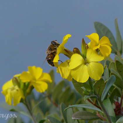 save the bees honeybees pollination nature naturephotography bumblebee