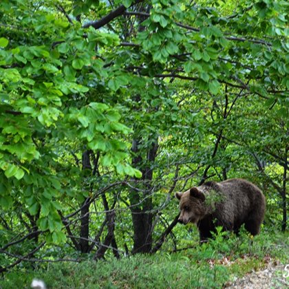 Greece: Ursus Arctos, brown bear found in Eurasia