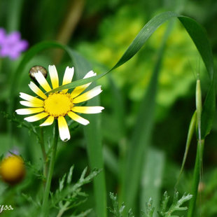 April's caress! spring in Athens, Greece