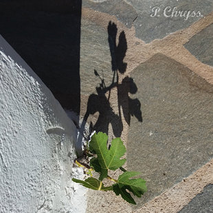 a fig tree that survives... pure optimism! Creative Social Media Sitter