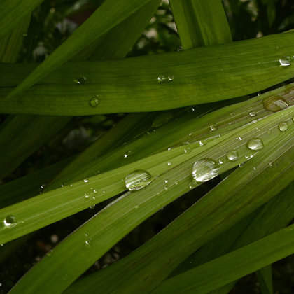 A single gentle rain makes the grass many shades greener. Henry David Thoreau