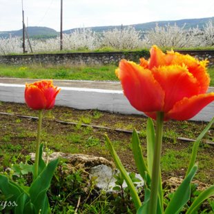 Flowers at Agras Railway Station, Pella Macedonia Greece