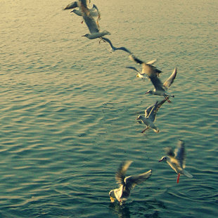 European Bird Watch Day: watching seagulls at Flisvos Marina, Athens Greece