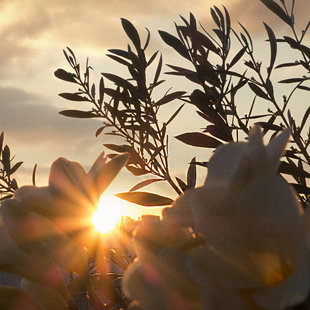 The sun setting behind freesias and our olivetree! March sunset in Athens, Greece