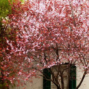 Window in Maroussi! A spring full of flowers and colors in Attiki Greece!