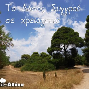 the forest needs you! (for a forest protection initiative)