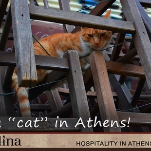 call to action for Carolina Hotel Athens Greece