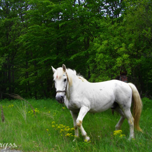 The ‪horse‬ is ‪God‬'s ‪‎gift‬ to mankind. ~Arabian Proverb