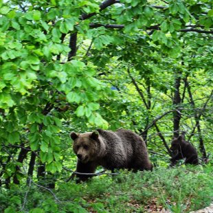 brown bear (Ursus arctos) near the town of Florina, Macedonia, Greece