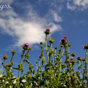 thistles near great Prespa lake, Florina, Macedonia, Greece