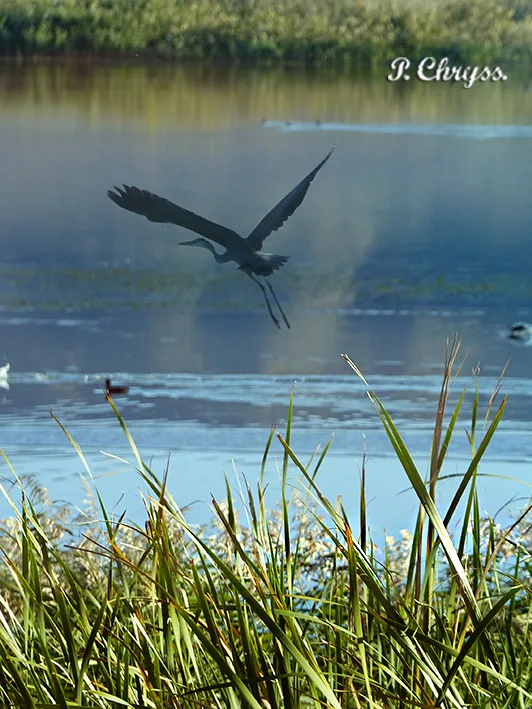 Cormorant. Birdwatching at Messolonghi Lagoon Greece. www.ornithologiki.gr