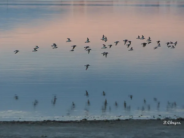 Birds flying away at sunset over Messolonghi Lagoon, Greece, October 2017, birdwatching