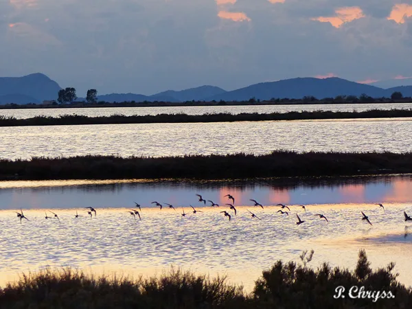 Sunset birdwatching at Messolonghi Lagoon Greece. www.ornithologiki.gr