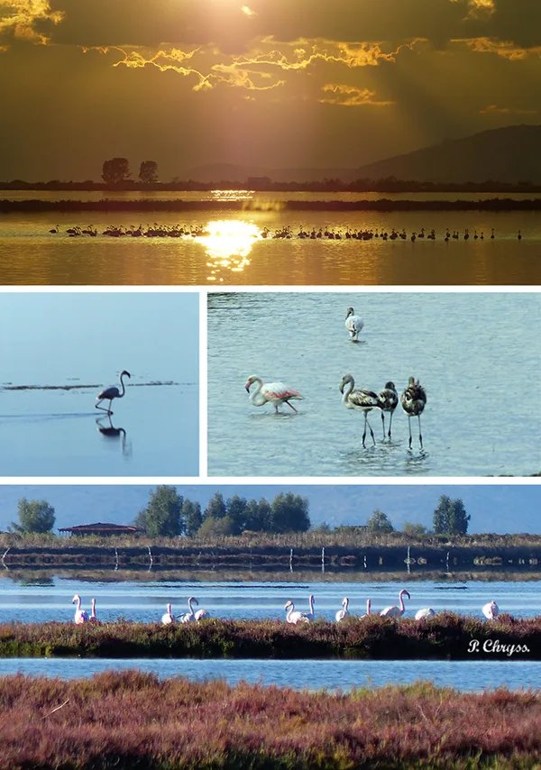 Flamingos at Messolonghi Lagoon, Greece, October 2017 www.ornithologiki.gr