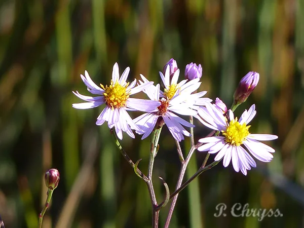 Wild flowers at Messolonghi Lagoon, Greece, October 2017. www.ornithologiki.gr