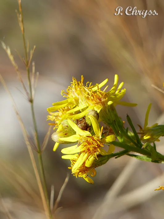 Wild flowers at Messolonghi Lagoon, Greece, October 2017. www.ornithologiki.gr