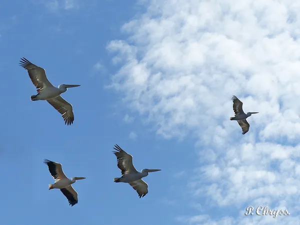 Pelicans flying over Messolonghi Lagoon, Greece, October 2017. www.ornithologiki.gr