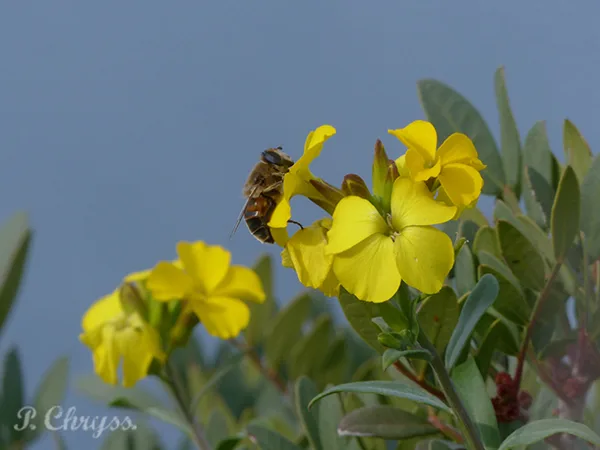 save the bees honeybees pollination nature naturephotography bumblebee
