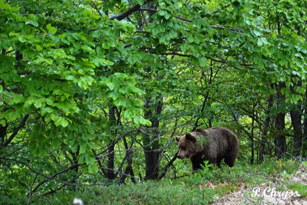 Greece: Ursus Arctos, brown bear found in Eurasia