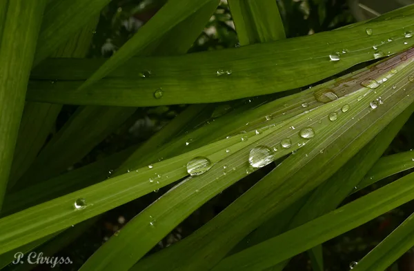 A single gentle rain makes the grass many shades greener. Henry David Thoreau