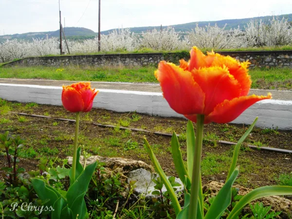 Flowers at Agras Railway Station, Pella Macedonia Greece