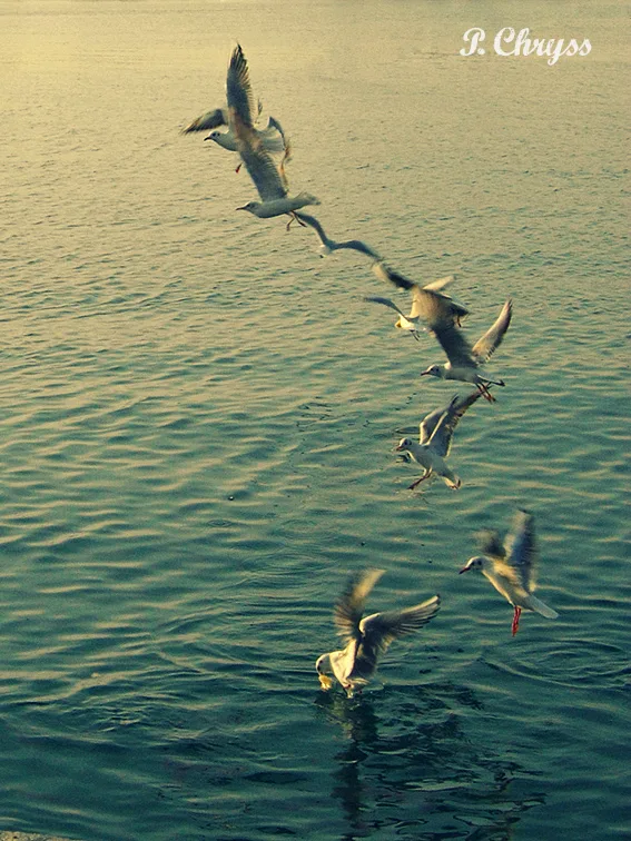 European Bird Watch Day: watching seagulls at Flisvos Marina, Athens Greece