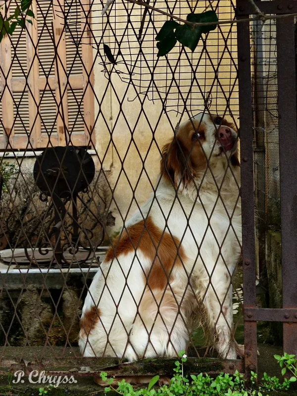 When humans act with cruelty we characterize them as “animals”...