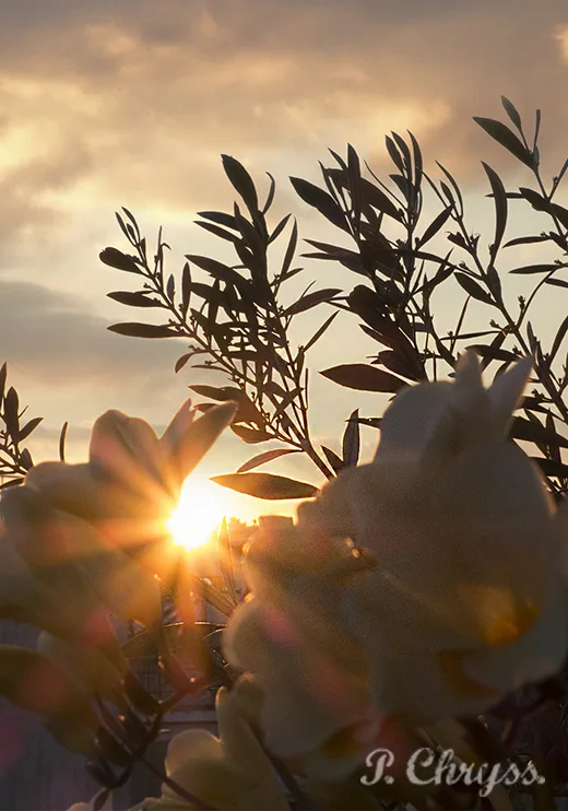 The sun setting behind freesias and our olivetree! March sunset in Athens, Greece