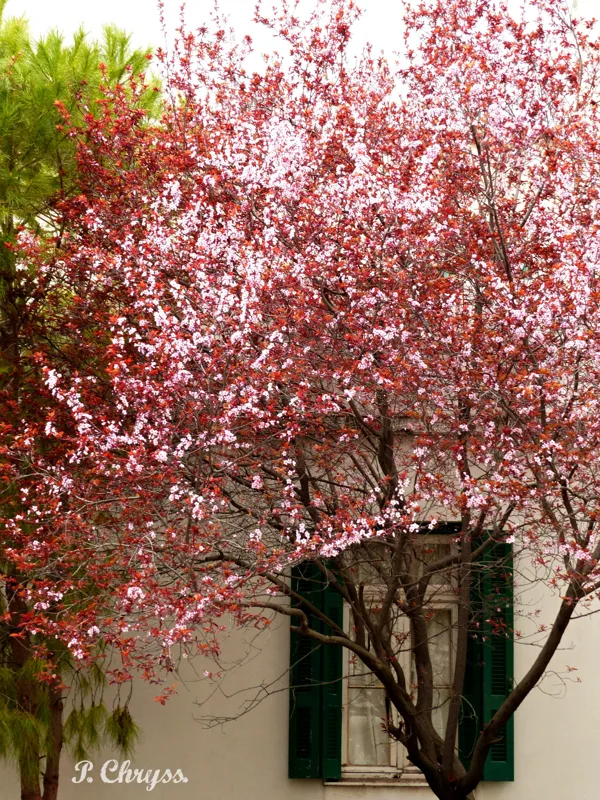 Window in Maroussi! A spring full of flowers and colors in Attiki Greece!