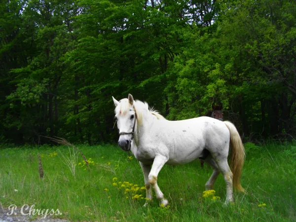 The ‪horse‬ is ‪God‬'s ‪‎gift‬ to mankind. ~Arabian Proverb