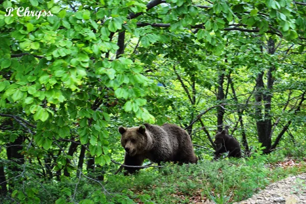 brown bear (Ursus arctos) near the town of Florina, Macedonia, Greece