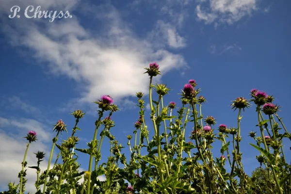 thistles near great Prespa lake, Florina, Macedonia, Greece